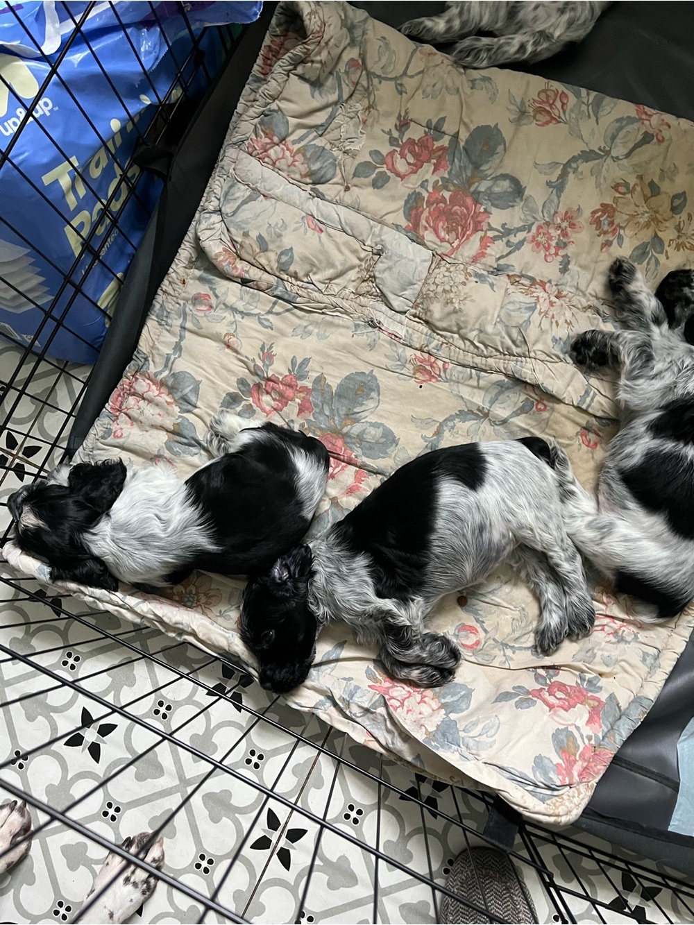 Update! Puppies born Mother’s Day doing great! (Not 4 Sale)